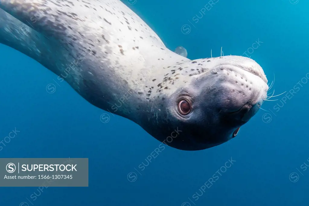 A curious adult leopard seal, Hydrurga leptonyx, underwater in the Errera Channel near the Antarctic Peninsula, Southern Ocean.
