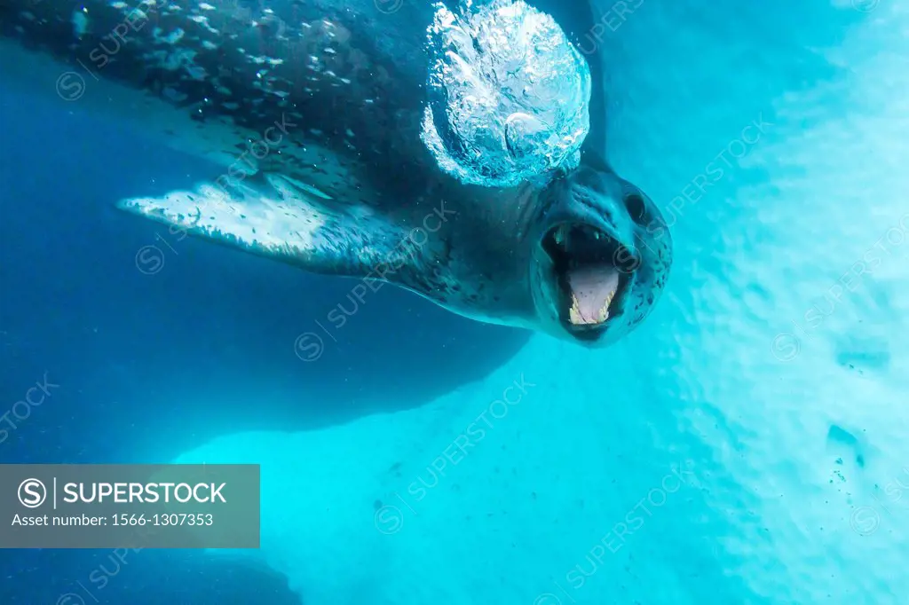 A curious adult leopard seal, Hydrurga leptonyx, underwater in the Errera Channel near the Antarctic Peninsula, Southern Ocean.