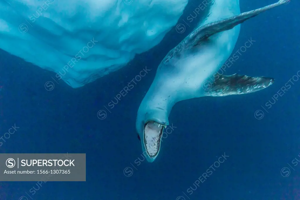 A curious adult leopard seal, Hydrurga leptonyx, underwater near Booth Island, Antarctic Peninsula, Southern Ocean.