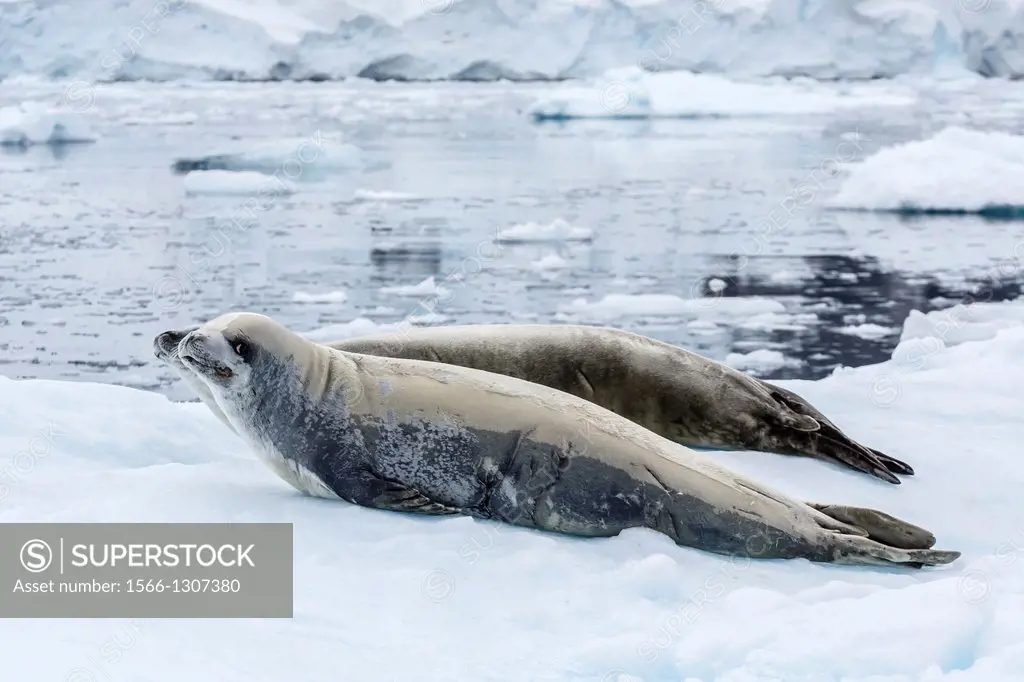 Adult crabeater seals, Lobodon carcinophaga, hauled out on ice floe, Neko Harbor, Andvord Bay, Antarctica, Southern Ocean.