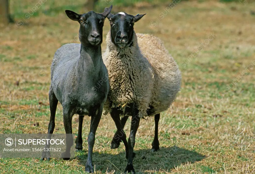 Romanov Domestic Sheep, Ewes, Breed from Russia.