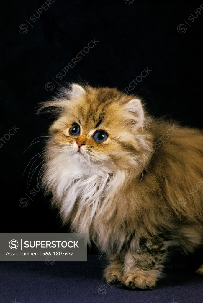 Golden Persian Domestic Cat, Kitten against black Background.