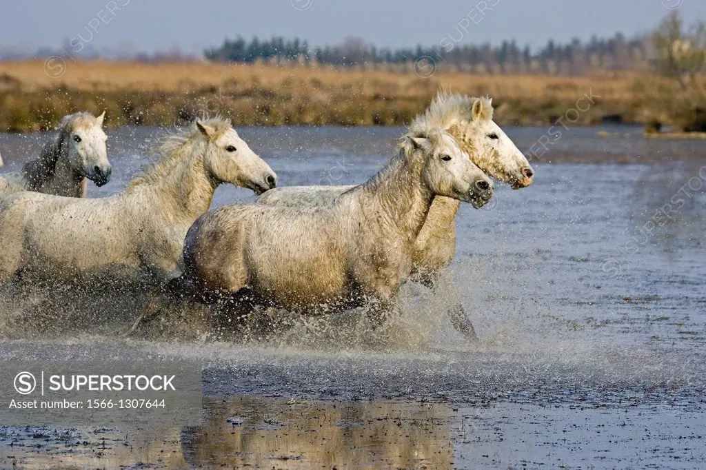 Camargue Horse, Herd standing in Swamp, Camargue in the South of France.