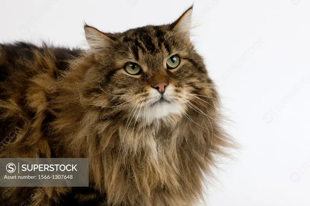 Angora Domestic Cat, Male laying against White Background.