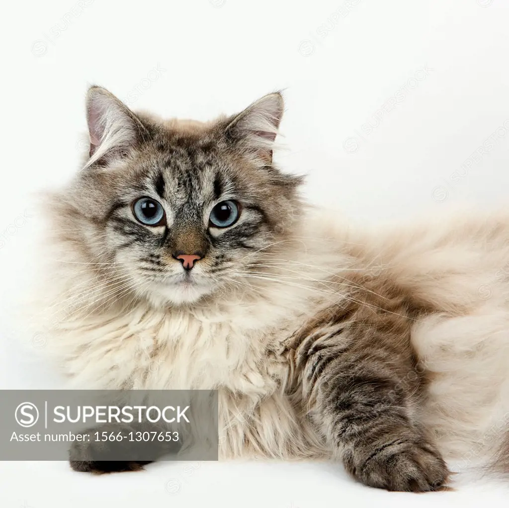 Seal Tabby Point Neva Masquerade Siberian Domestic Cat, Male laying against White Background.