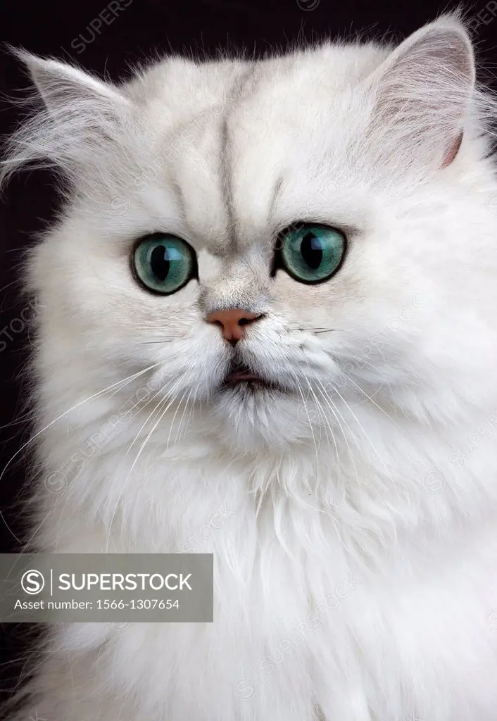 Chinchilla Persian Domestic Cat with Green Eyes, Portrait of Adult.