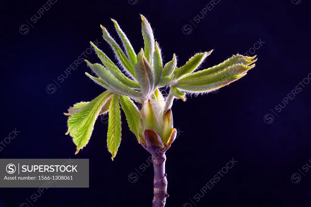 Horse Chestnut leaf (Castanea sativa), new leaves
