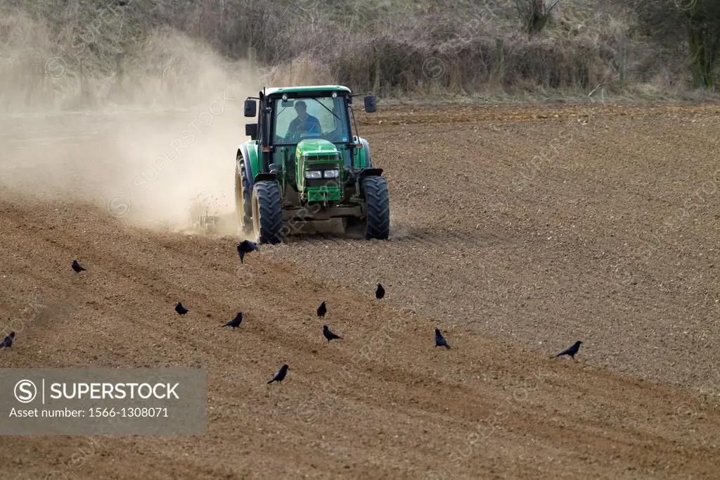 Spring harrowing Ploughing in dry conditions East Runton Norfolk.