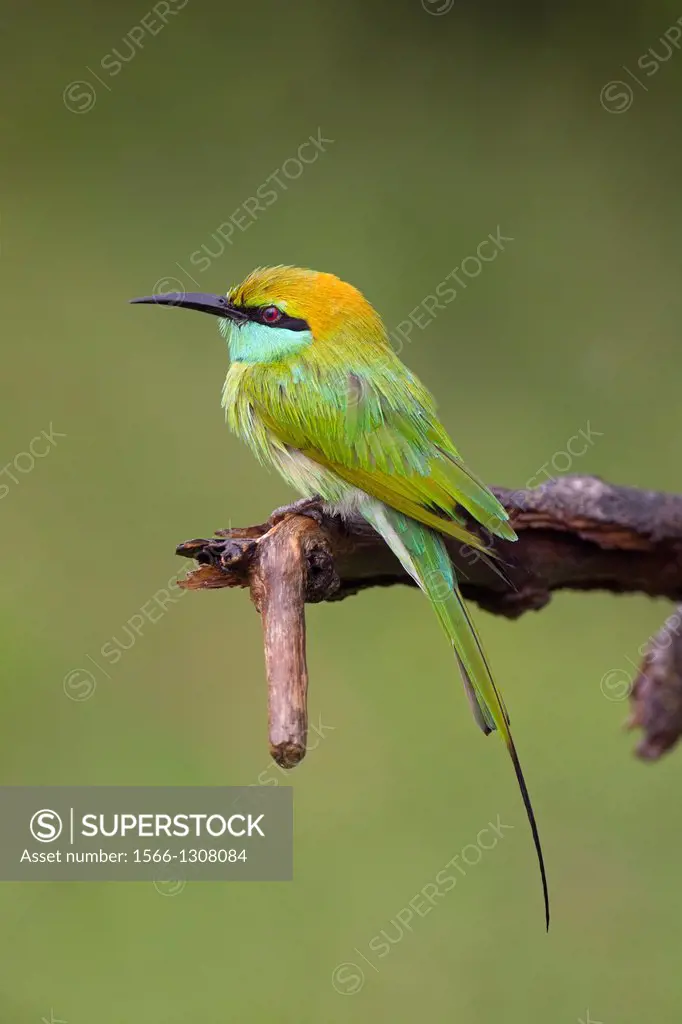Green Bee-eater Merops orientalis.