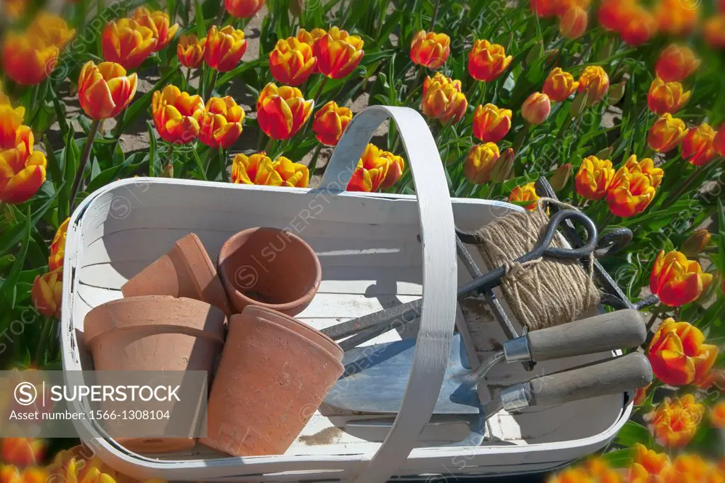 Garden trug and tools in Tulips Swaffham Norfolk.