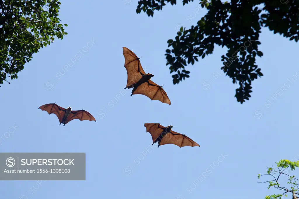 Fruit Bat or Flying Foxes Pteropus giganteus.