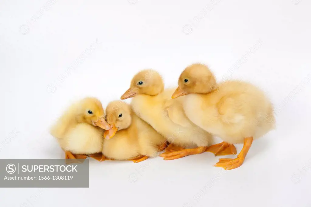 Four Newly Hatched Ducklings.