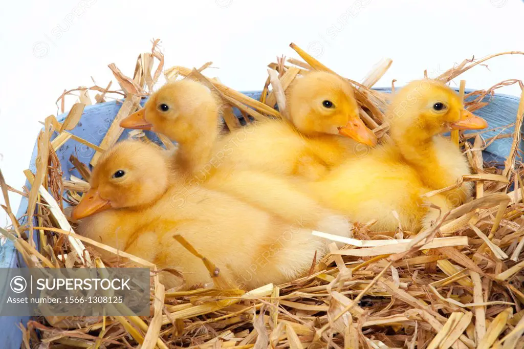 Newly Hatched Ducklings.
