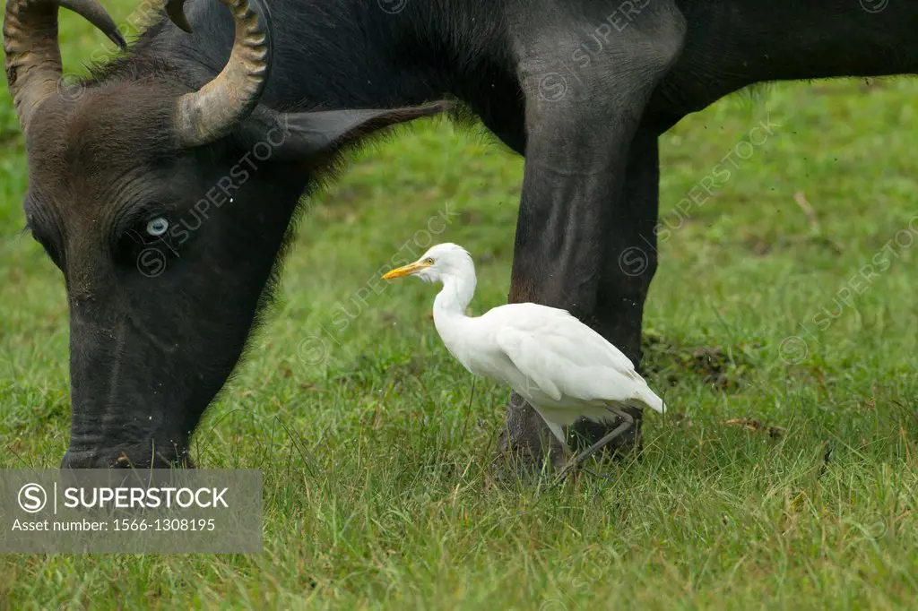 Cattle Egret Bubulcus ibis and Buffalo.