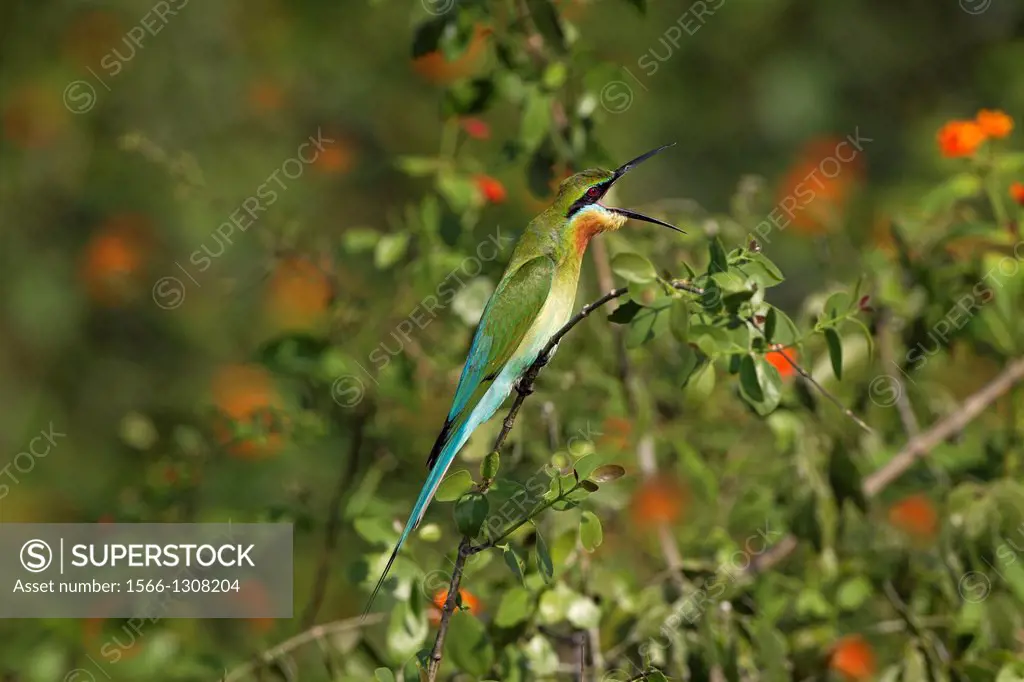 Blue-tailed Bee-eater Merops phillipinus.