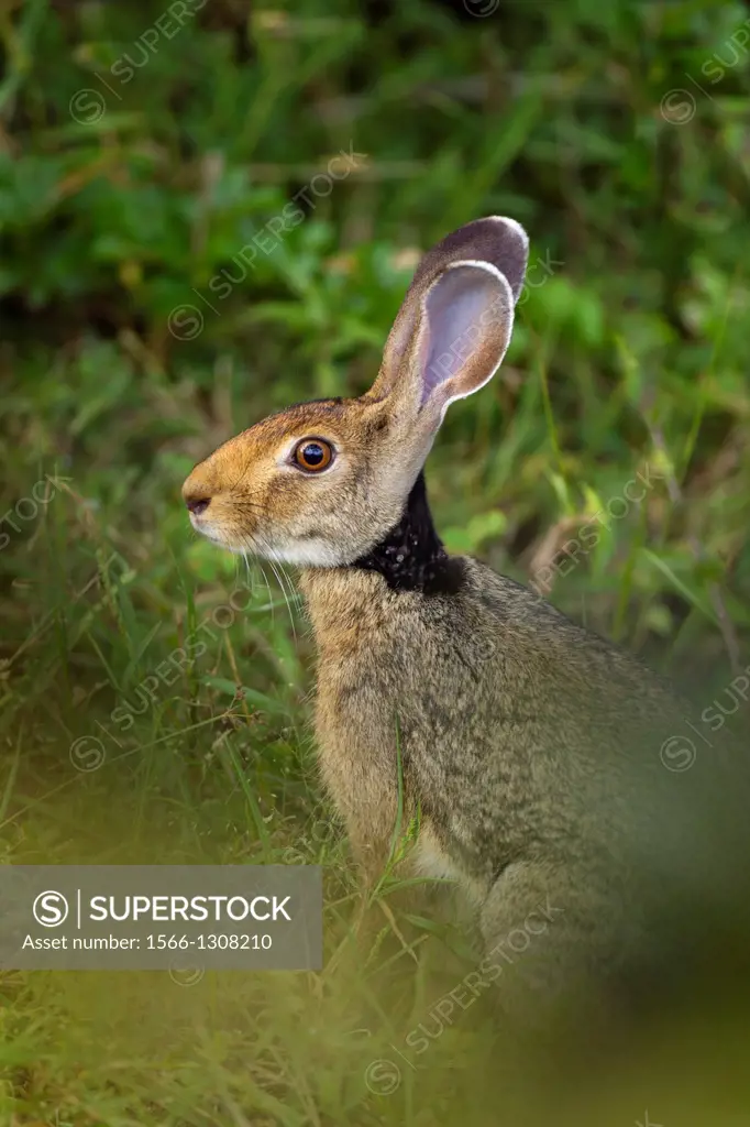 Black-necked Hare Lepus nigricollis.