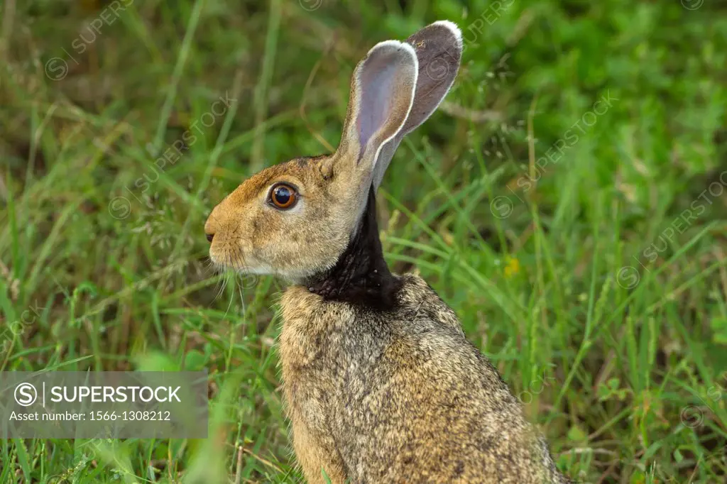 Black-necked Hare Lepus nigricollis.