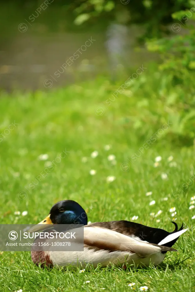 Mallard duck sitting on grass near pond in Waldeck Park in Maastricht in the Netherlands.