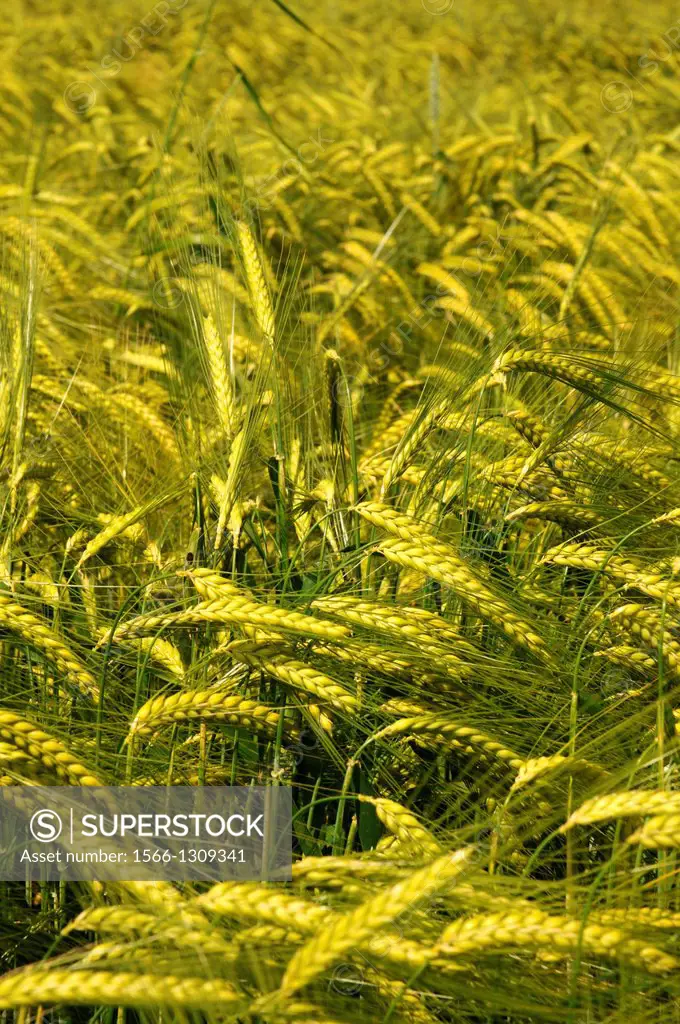 Barley field in spring