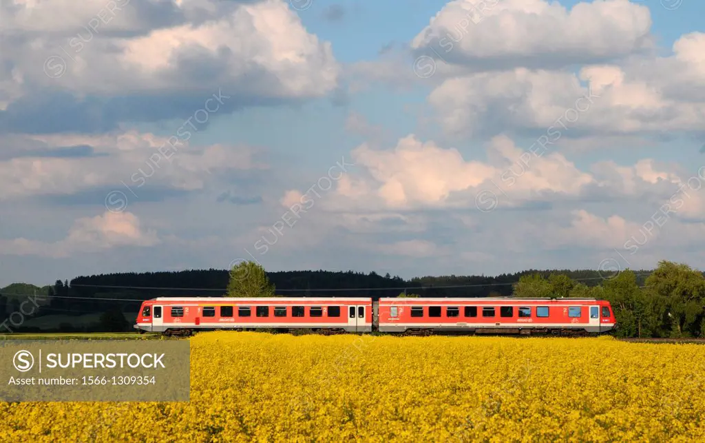German Bahn commuter train behind a field of rape