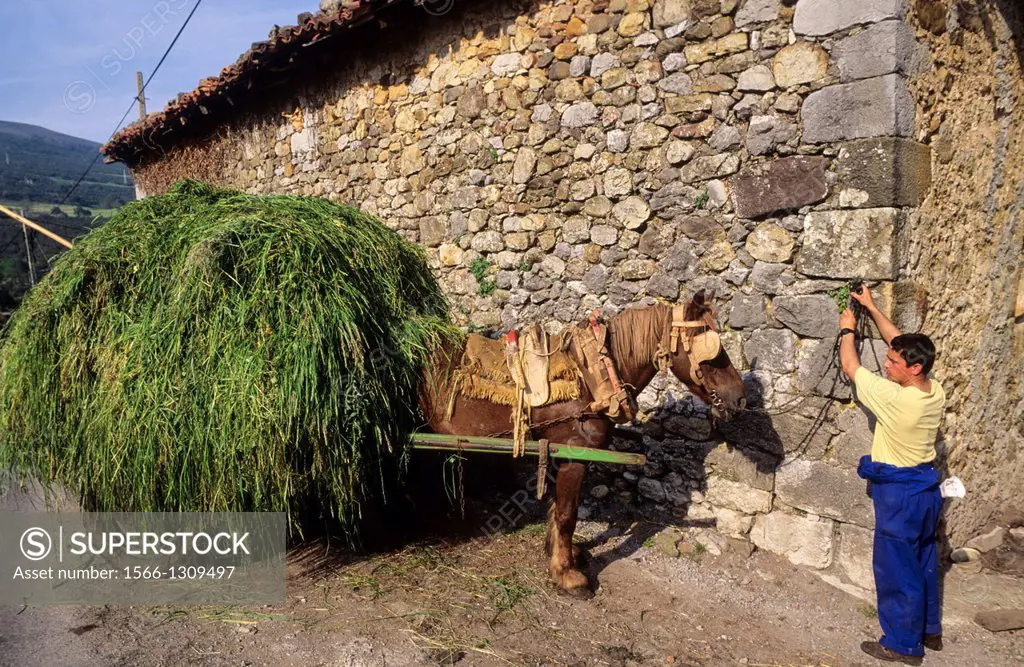 Carthorse carrying hay. Ason valley. Cantabria. Spain