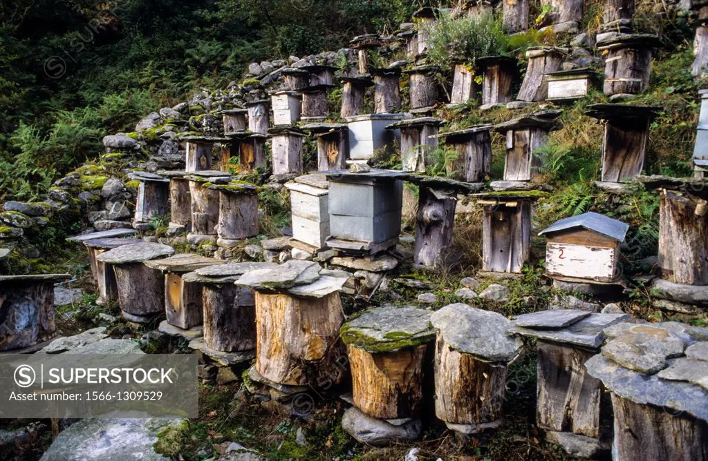 Hives with protection against bears, Muniellos.Asturias. Spain