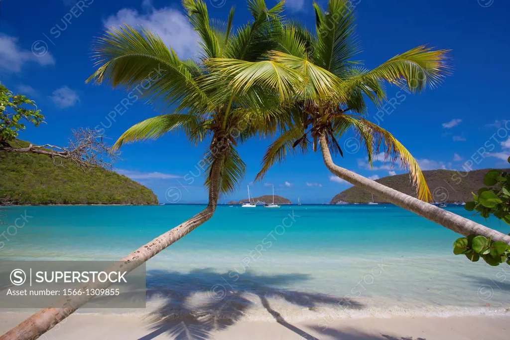 Palm trees on Maho Bay Beach on the Caribbean Island of St John in the US Virgin Islands.