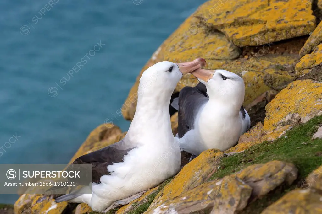 Falkland Islands , Saunders island , Black browed Albatross ( Thalassarche melanophrys ) , couple displaying.