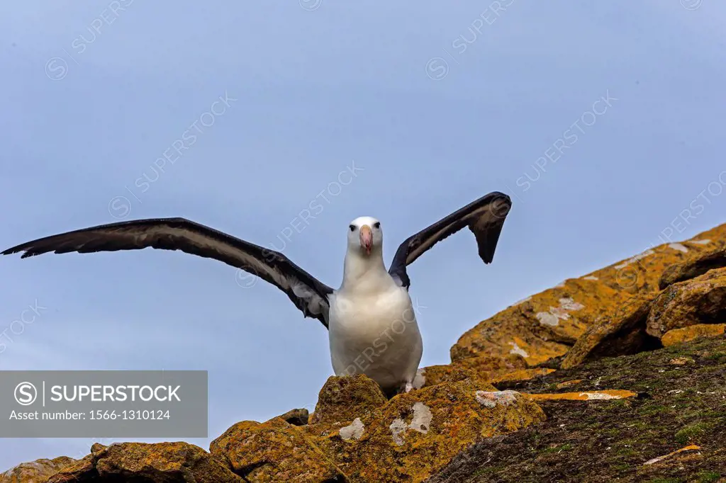 Falkland Islands , Saunders island , Black browed Albatross ( Thalassarche melanophrys ) , in flight.