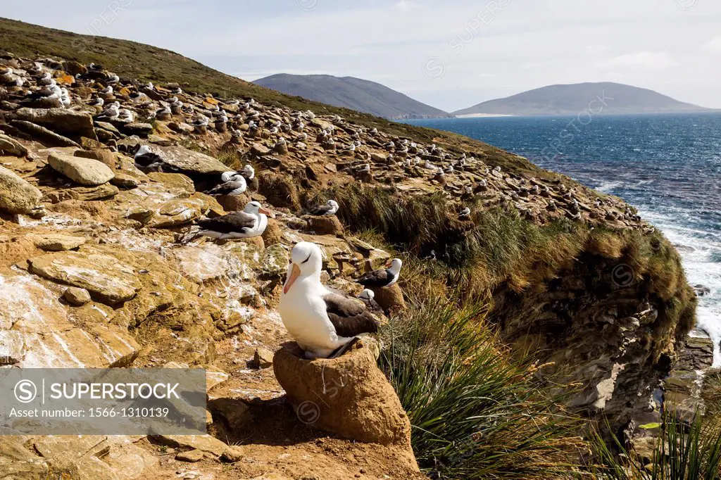 Falkland Islands , Saunders island , Black browed Albatross ( Thalassarche melanophrys ) , nest.