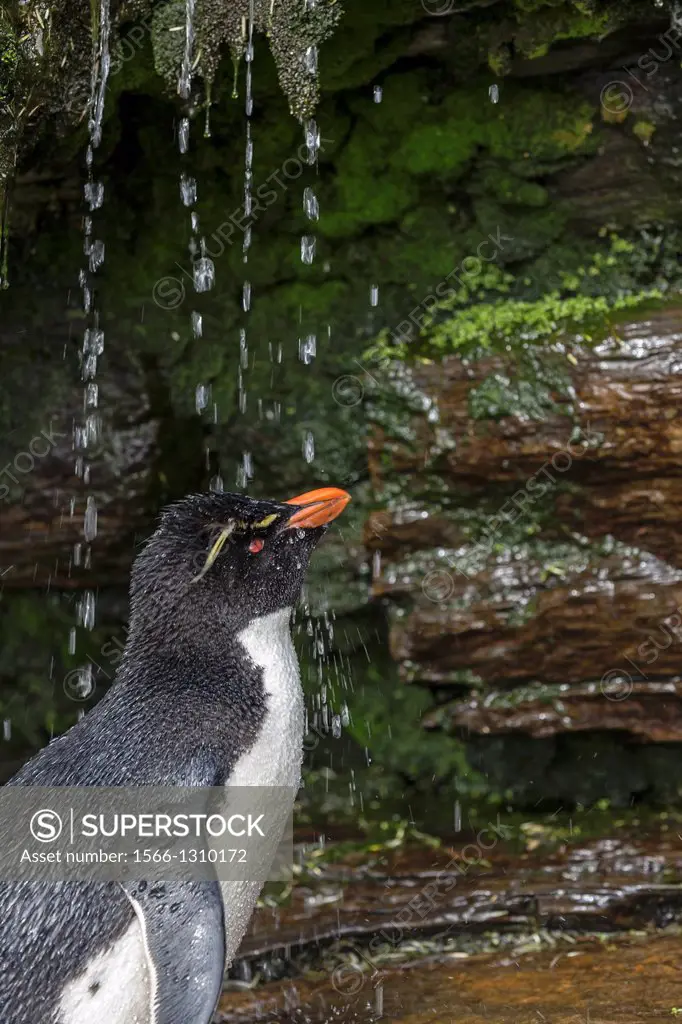 Rockhopper penguin (Eudyptes chrysocome chrysocome), shower, Rockery, Saunders Island, Falkland Islands