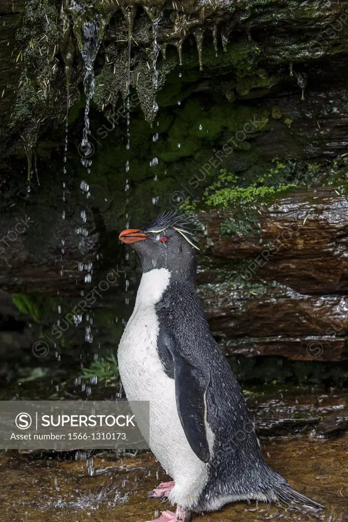 Rockhopper penguin (Eudyptes chrysocome chrysocome), shower, Rockery, Saunders Island, Falkland Islands