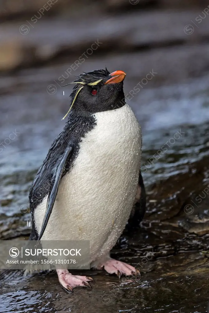 Rockhopper penguin (Eudyptes chrysocome chrysocome), Rockery, Saunders Island, Falkland Islands