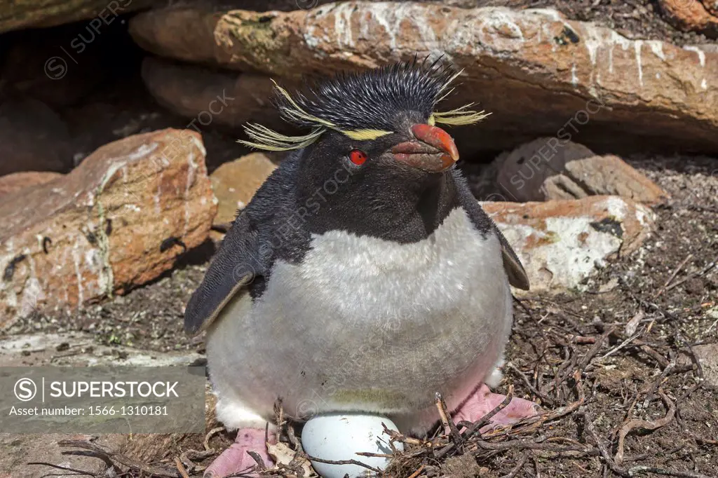 Falkland Islands , Saunders island , Rockery , Rockhopper penguin ( Eudyptes chrysocome chrysocome ) , nest.