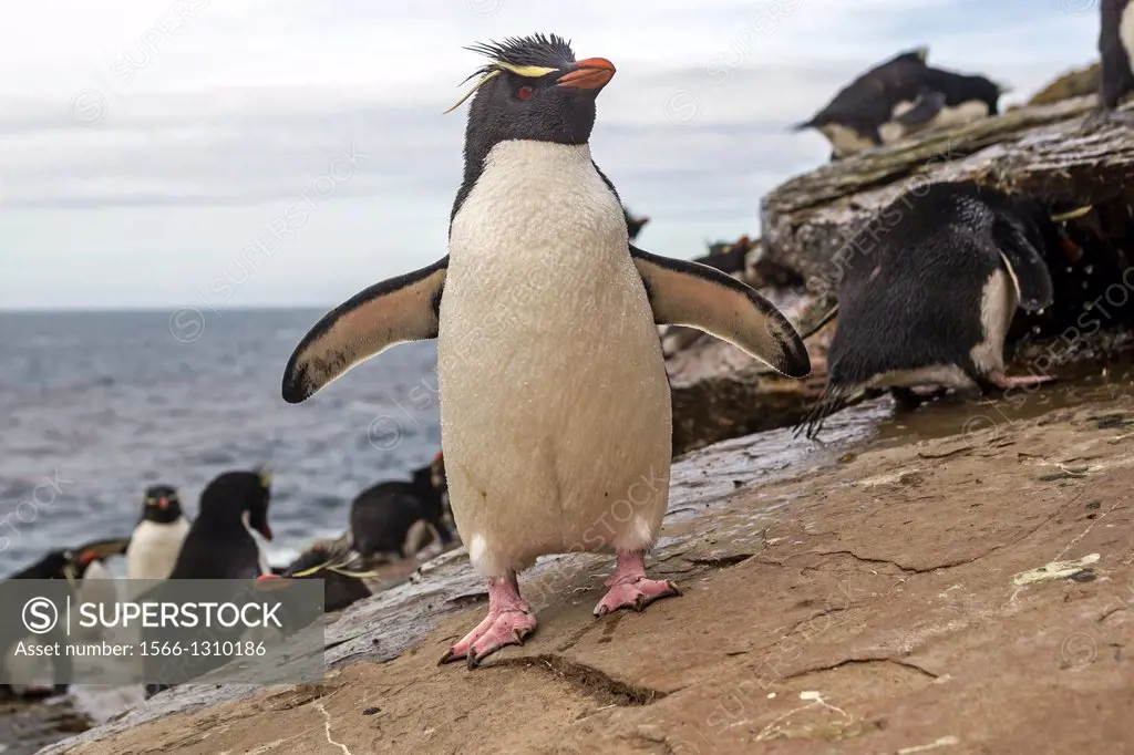 Rockhopper penguin (Eudyptes chrysocome chrysocome), Rockery, Saunders Island, Falkland Islands