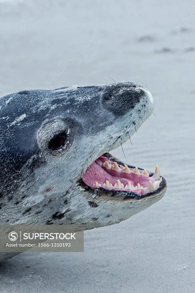 Falkland Islands , Saunders island , Leopard Seal ( Hydrurga leptonyx ) on the beach , mouth open.