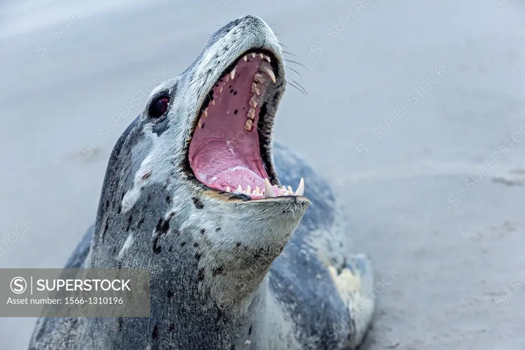 Falkland Islands , Saunders island , Leopard Seal ( Hydrurga leptonyx ) on the beach , mouth open.