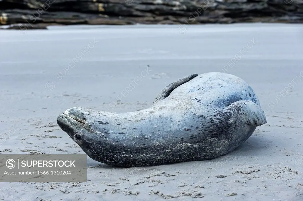Falkland Islands , Saunders island , Leopard Seal ( Hydrurga leptonyx ) on the beach.
