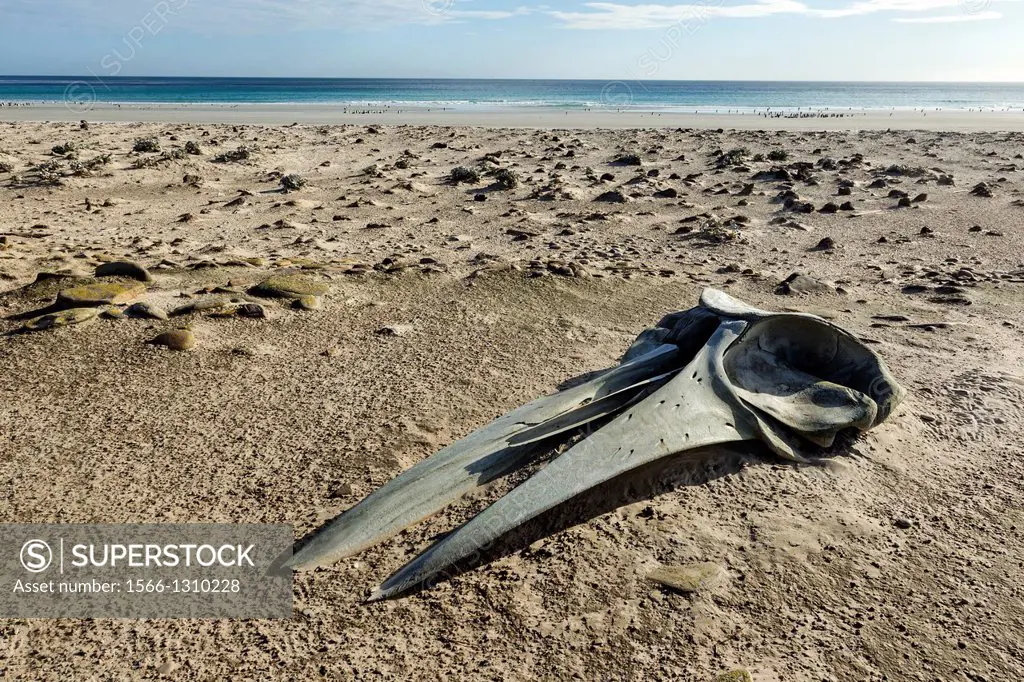 Falkland Islands , Saunders island , Sei whale ( Balaenoptera borealis ) , skeleton on the beach.