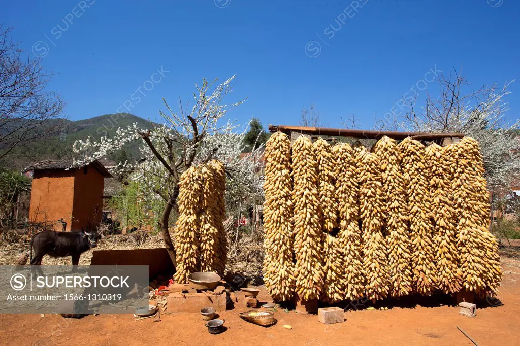 Corn drying in a farmyard, Niujie village, Yunnan province, China
