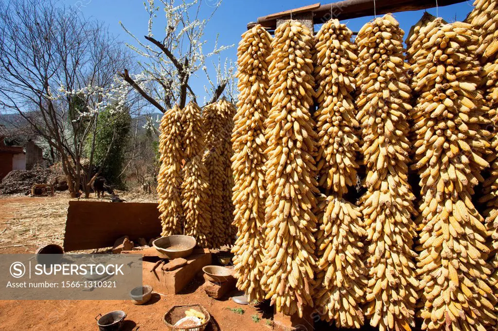 Corn drying in a farmyard, Niujie village, Yunnan province, China