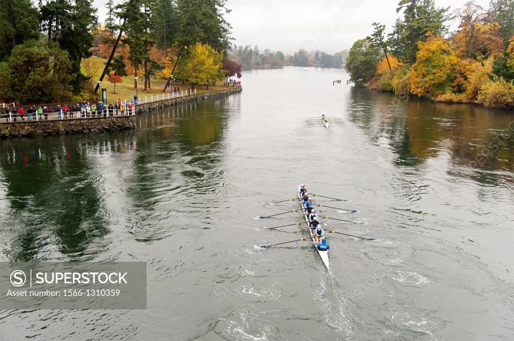 Canada, BC, Victoria. Gorge waterway. An eight person rowing shell in the Head of the Gorge rowing regatta.
