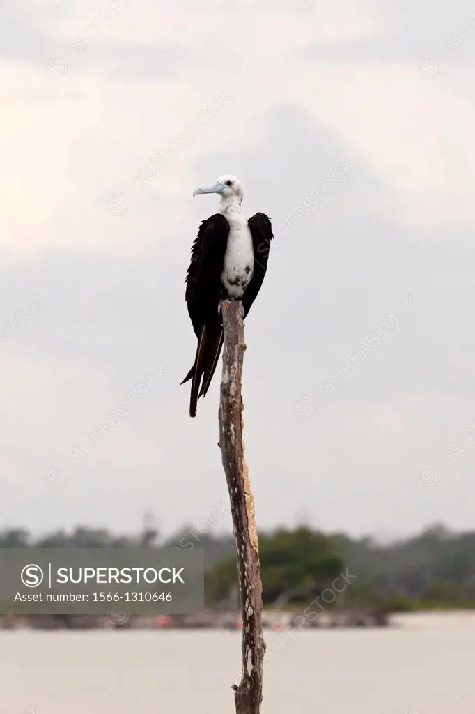 Frigatebird at Rio Lagartos Natural Park: A place to watch wildlife and flamingos, Yucatan, Mexico.