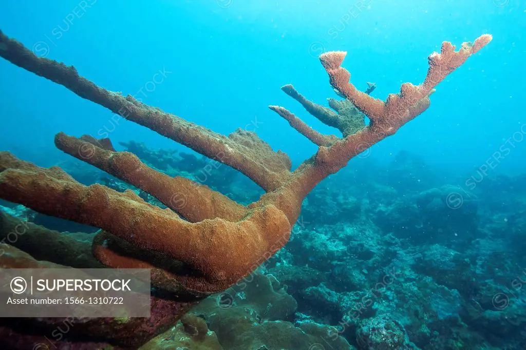 Elkhorn corals at Veracruz coral reefs, Mexico.