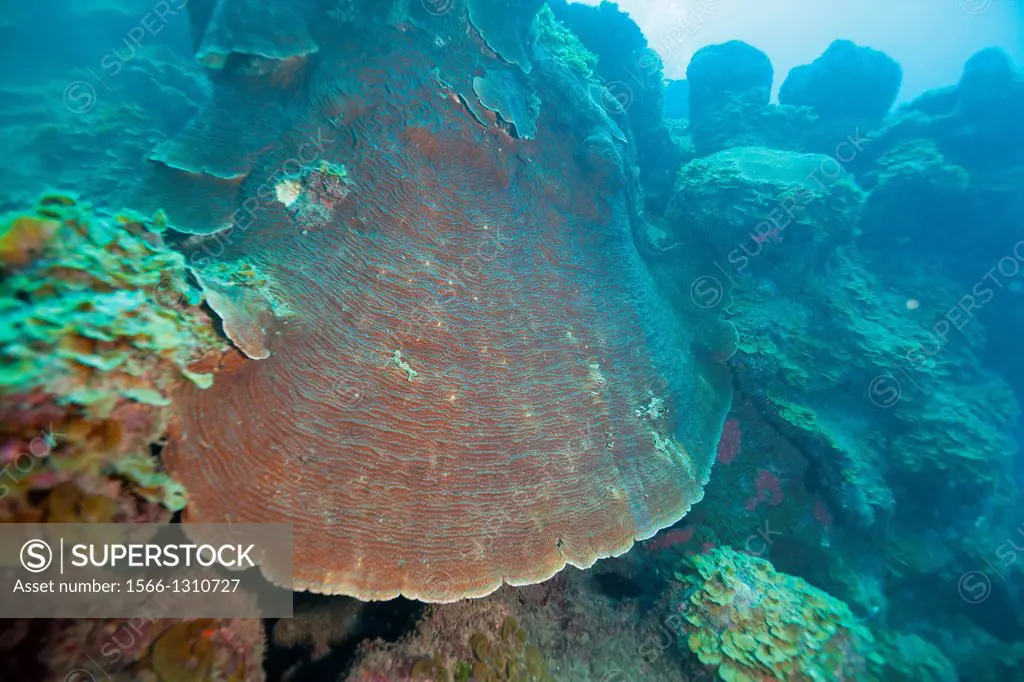 Scroll Corals at Veracruz coral reefs, Mexico.