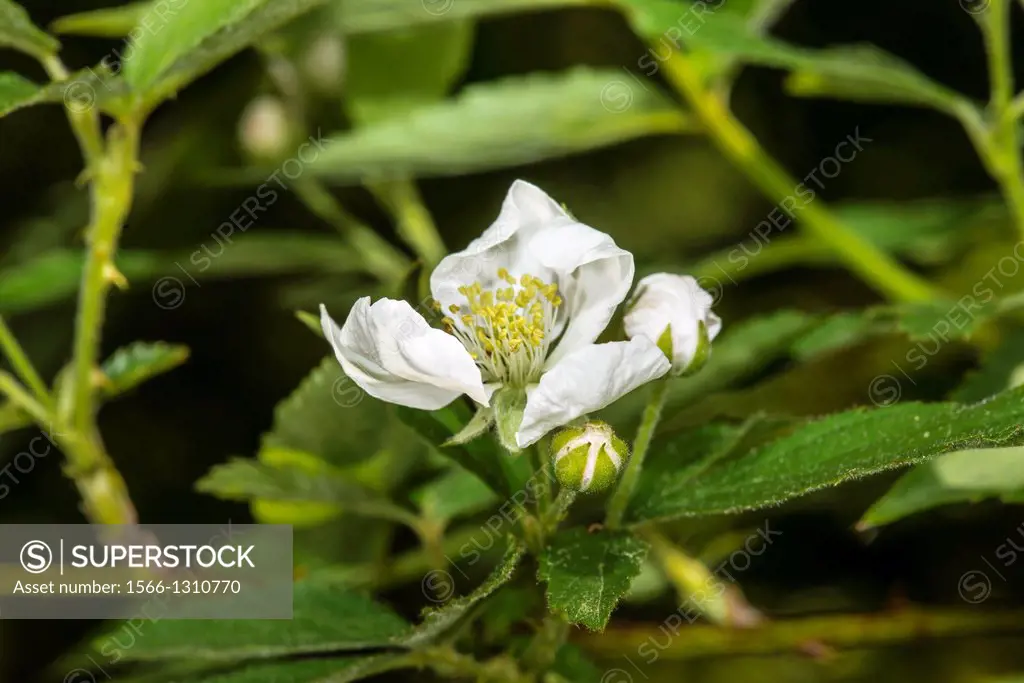Indian Strawberry Duchesnea indica in Blom at Corolla, NC USA