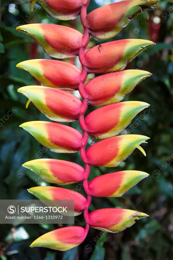 Tropical Heliconia, Hawaii.