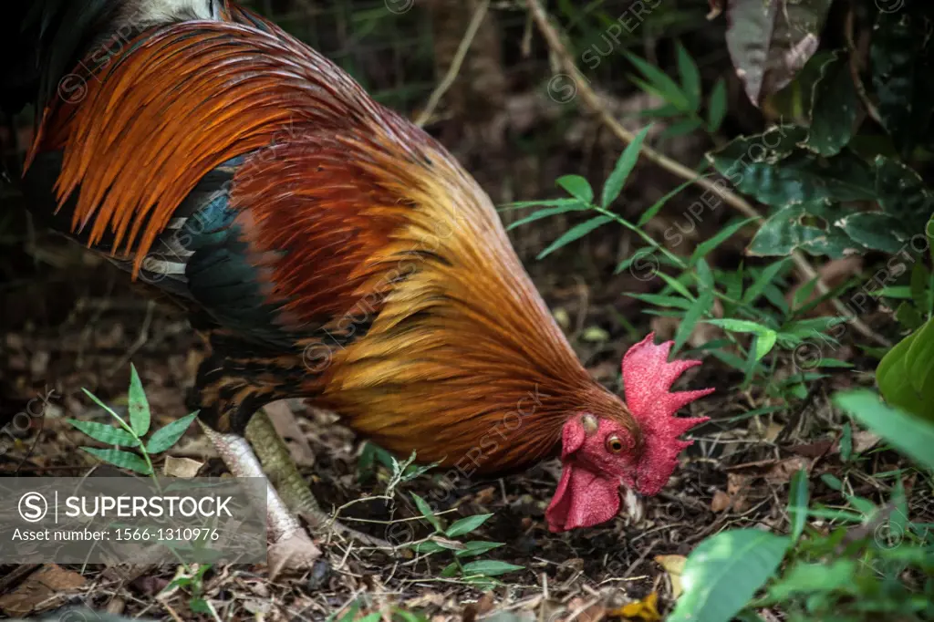 Wild rooster, Hawaii