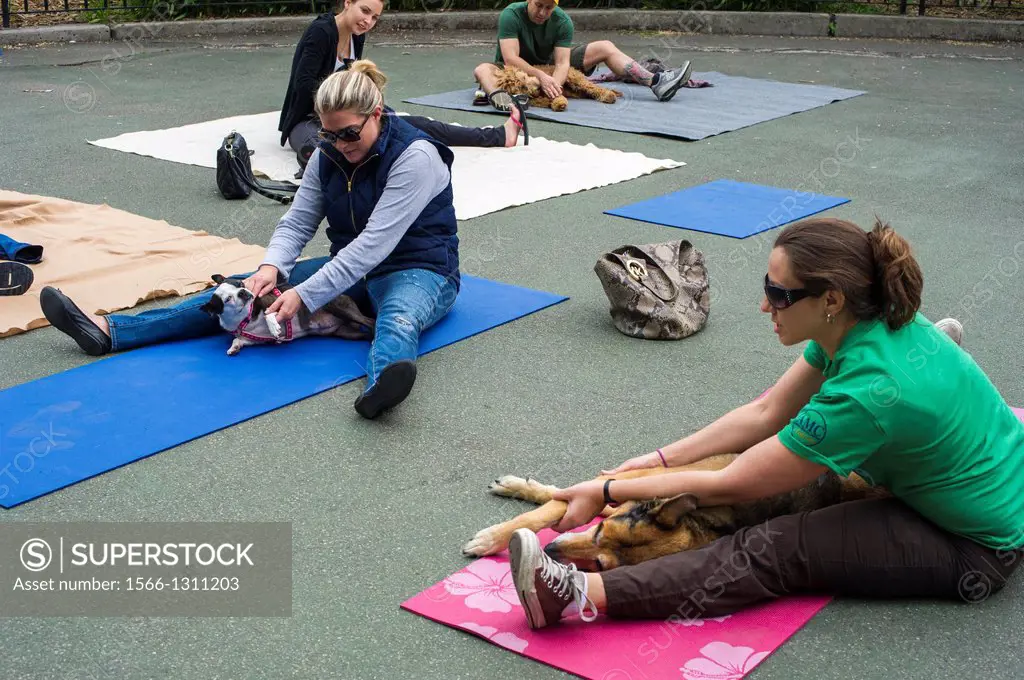 Dogs and their owners participate in Doggie Yoga and Massage at the PAW Day 2013: Pet Health and Wellness Fair at Carl Schurz Park in the Upper East S...