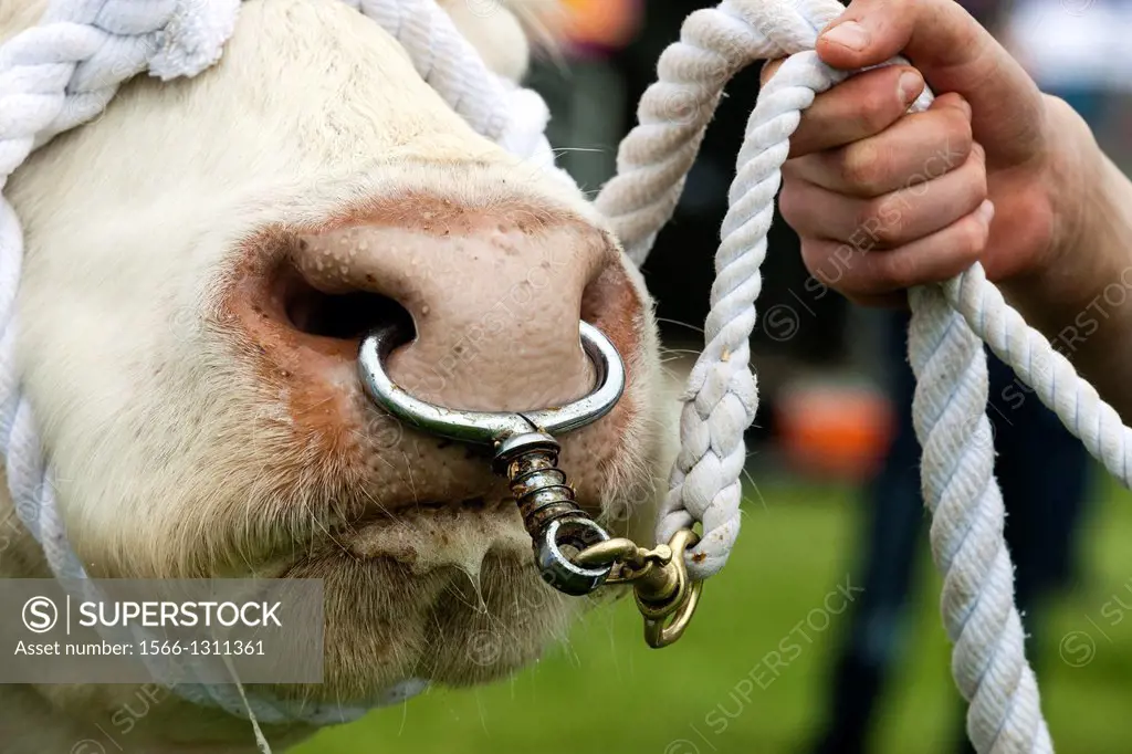 Charolais bull being lead by a rope and a nose ring, Scotland, UK.